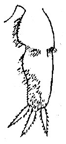 Espce Xanthocalanus hirtipes - Planche 4 de figures morphologiques