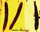Espce Calanus finmarchicus - Planche 28 de figures morphologiques