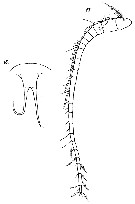 Espce Xanthocalanus hirtipes - Planche 6 de figures morphologiques