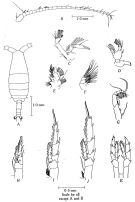 Espce Neocalanus tonsus - Planche 3 de figures morphologiques