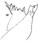 Espce Xanthocalanus hirtipes - Planche 7 de figures morphologiques