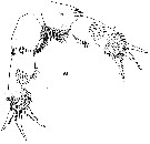 Espce Xanthocalanus hirtipes - Planche 5 de figures morphologiques