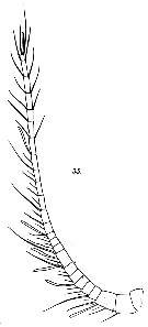 Espce Gaetanus tenuispinus - Planche 22 de figures morphologiques