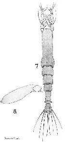 Species Cymbasoma bullatum - Plate 1 of morphological figures