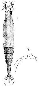 Espce Monstrilla helgolandica - Planche 8 de figures morphologiques