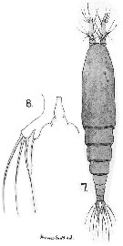 Espce Monstrilla inserta - Planche 1 de figures morphologiques