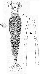 Espce Maemonstrilla longipes - Planche 2 de figures morphologiques