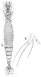 Espce Monstrilla longicornis - Planche 7 de figures morphologiques