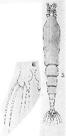 Species Monstrilla orcula - Plate 1 of morphological figures