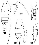 Espce Bathycalanus richardi - Planche 10 de figures morphologiques