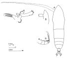 Espce Haloptilus tenuis - Planche 1 de figures morphologiques