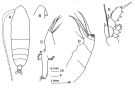 Espce Haloptilus ornatus - Planche 1 de figures morphologiques