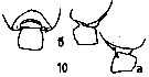 Espce Pseudochirella vervoorti - Planche 2 de figures morphologiques
