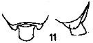 Espce Pseudochirella limata - Planche 2 de figures morphologiques