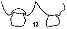 Espce Pseudochirella obesa - Planche 21 de figures morphologiques