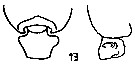 Espce Pseudochirella tanakai - Planche 4 de figures morphologiques