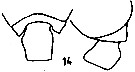 Espce Pseudochirella scopularis - Planche 2 de figures morphologiques