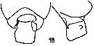 Espce Pseudochirella spectabilis - Planche 13 de figures morphologiques