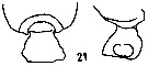 Espce Pseudochirella mawsoni - Planche 16 de figures morphologiques
