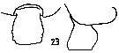 Espce Pseudochirella notacantha - Planche 12 de figures morphologiques