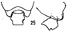 Espce Pseudochirella bowmani - Planche 4 de figures morphologiques