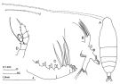 Espce Haloptilus longicornis - Planche 1 de figures morphologiques