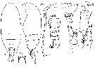 Espce Aetideus mexicanus - Planche 1 de figures morphologiques