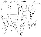 Espce Aetideus acutus - Planche 18 de figures morphologiques