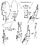 Espce Aetideus acutus - Planche 19 de figures morphologiques
