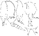 Espce Aetideus arcuatus - Planche 8 de figures morphologiques