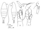 Espce Euaugaptilus bullifer - Planche 2 de figures morphologiques