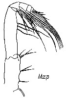 Espce Chiridiella kuniae - Planche 5 de figures morphologiques