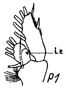Espce Chiridiella kuniae - Planche 6 de figures morphologiques