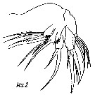 Espce Chiridiella bispinosa - Planche 4 de figures morphologiques
