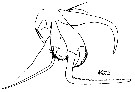 Espce Chiridiella brooksi - Planche 4 de figures morphologiques