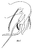 Espce Chiridiella sarsi - Planche 3 de figures morphologiques
