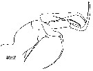 Espce Chiridiella gibba - Planche 5 de figures morphologiques