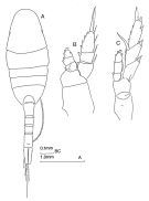 Espce Lucicutia lucida - Planche 2 de figures morphologiques