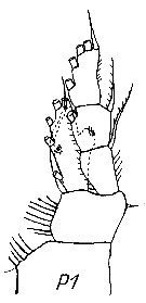 Espce Crassantenna mimorostrata - Planche 2 de figures morphologiques