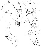 Espce Euchirella galeatea - Planche 12 de figures morphologiques