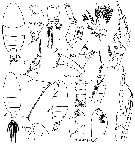 Espce Euchirella unispina - Planche 6 de figures morphologiques