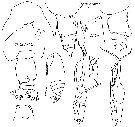 Espce Euchirella messinensis - Planche 63 de figures morphologiques