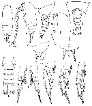 Espce Aetideus mexicanus - Planche 5 de figures morphologiques