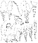 Espce Aetideus mexicanus - Planche 6 de figures morphologiques