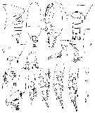 Espce Aetideus acutus - Planche 23 de figures morphologiques