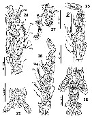 Species Cymbasoma bullatum - Plate 3 of morphological figures
