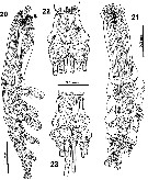 Species Cymbasoma bullatum - Plate 2 of morphological figures