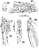 Species Cymbasoma bullatum - Plate 4 of morphological figures
