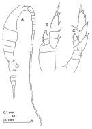 Espce Lucicutia macrocera - Planche 2 de figures morphologiques