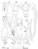 Species Calocalanus minutus - Plate 1 of morphological figures